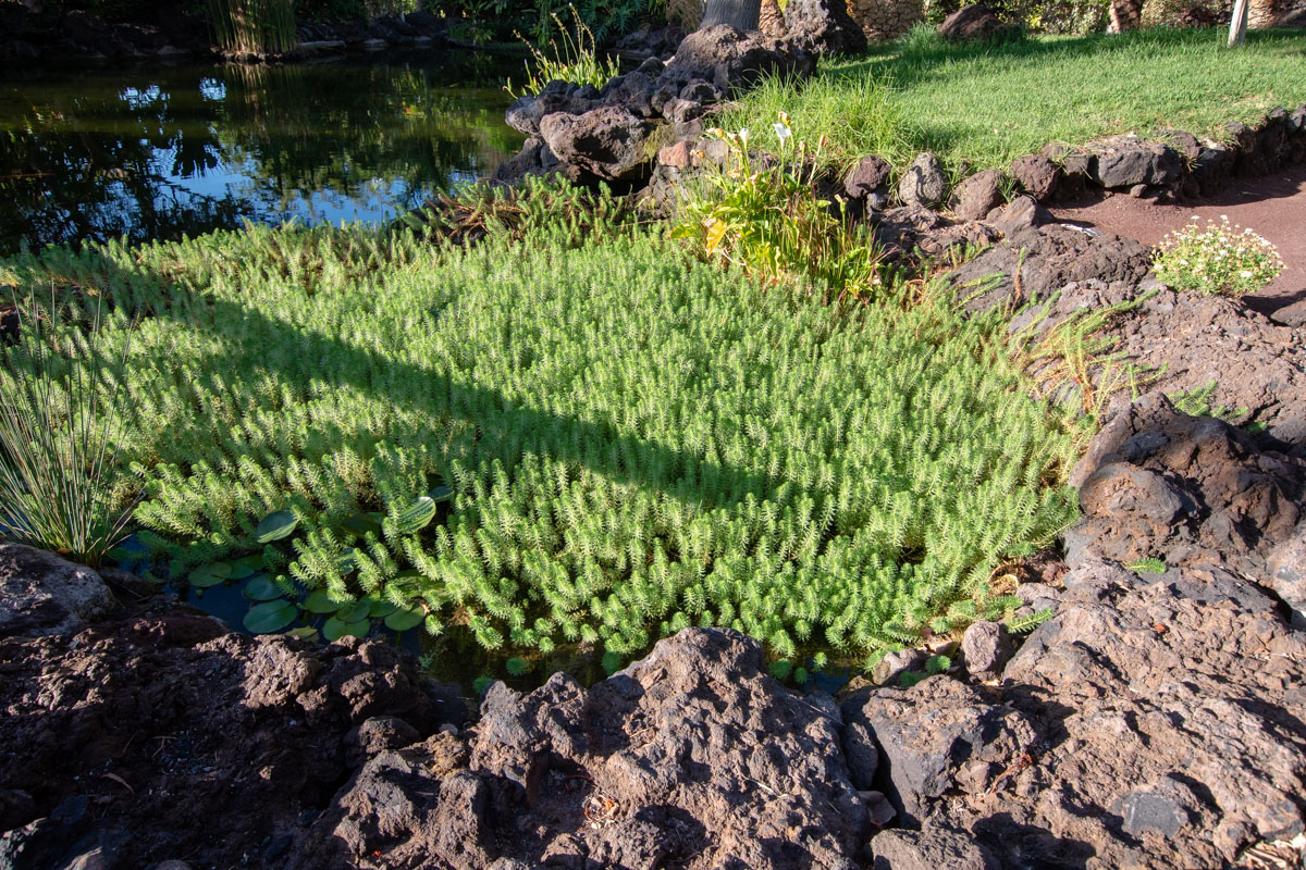 Изображение особи род Myriophyllum.