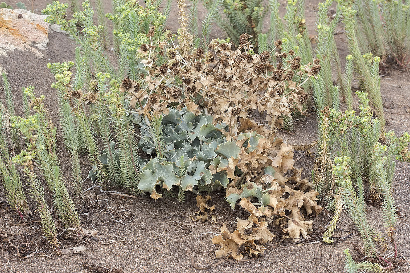 Image of Eryngium maritimum specimen.