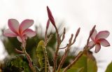 Plumeria rubra
