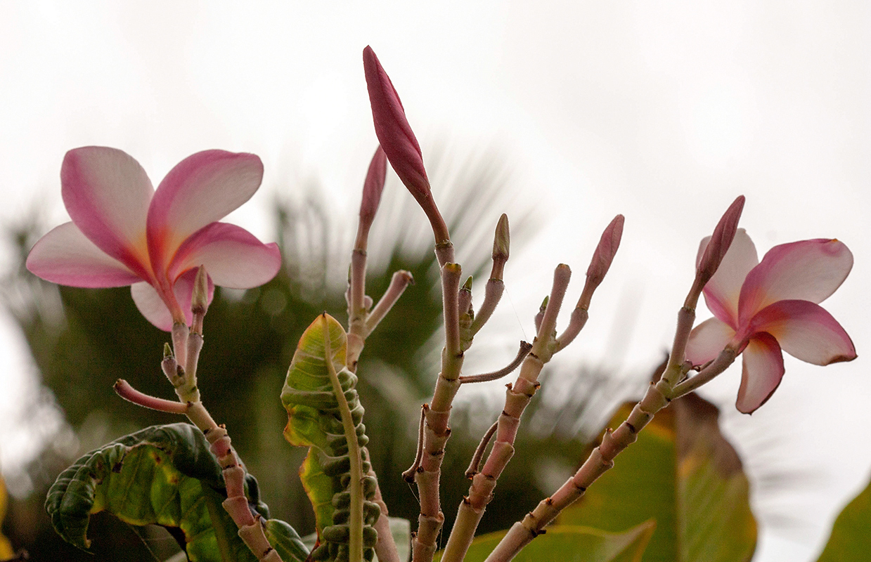 Изображение особи Plumeria rubra.