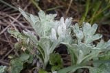 Artemisia stelleriana. Вегетирующие растения (вид сбоку). Камчатский край, г. Петропавловск-Камчатский, Халактырский пляж, береговой вал. 17.08.2022.