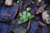 Veronica beccabunga