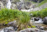 Deschampsia cespitosa