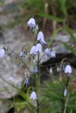 Adenophora liliifolia