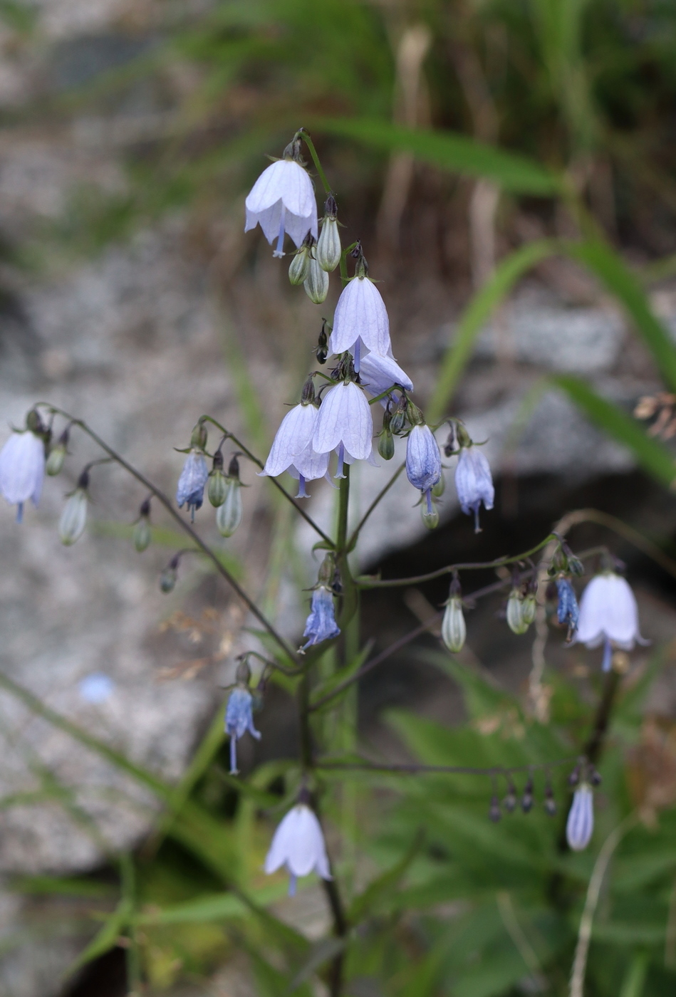 Изображение особи Adenophora liliifolia.