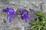 Campanula sosnowskyi. Верхушка цветущего растения. Ингушетия, Джейрахский р-н, окр. перевала Цей-Лоам, ≈ 2200 м н.у.м, на скале известняка. 23 июня 2022 г.