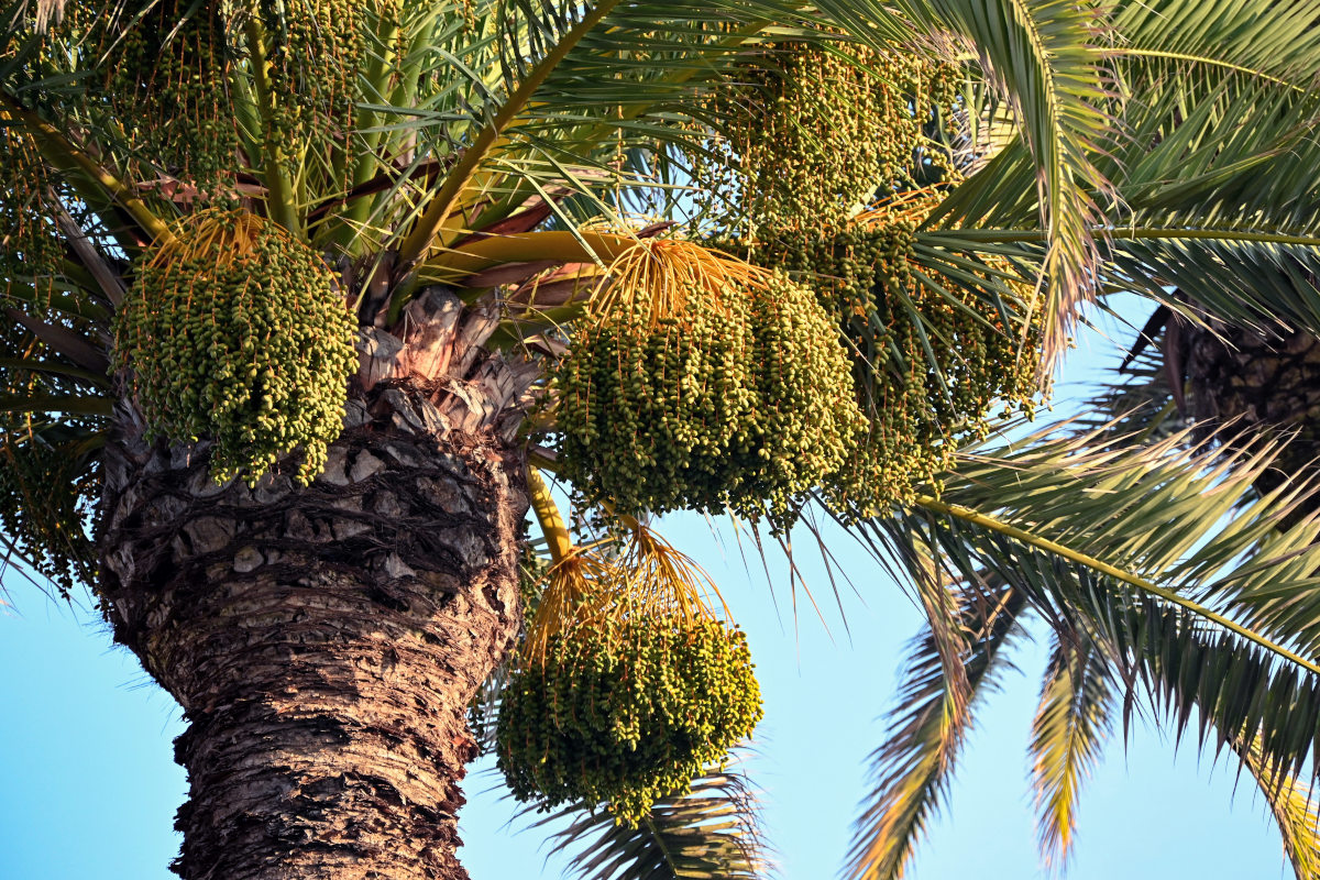 Image of Phoenix canariensis specimen.