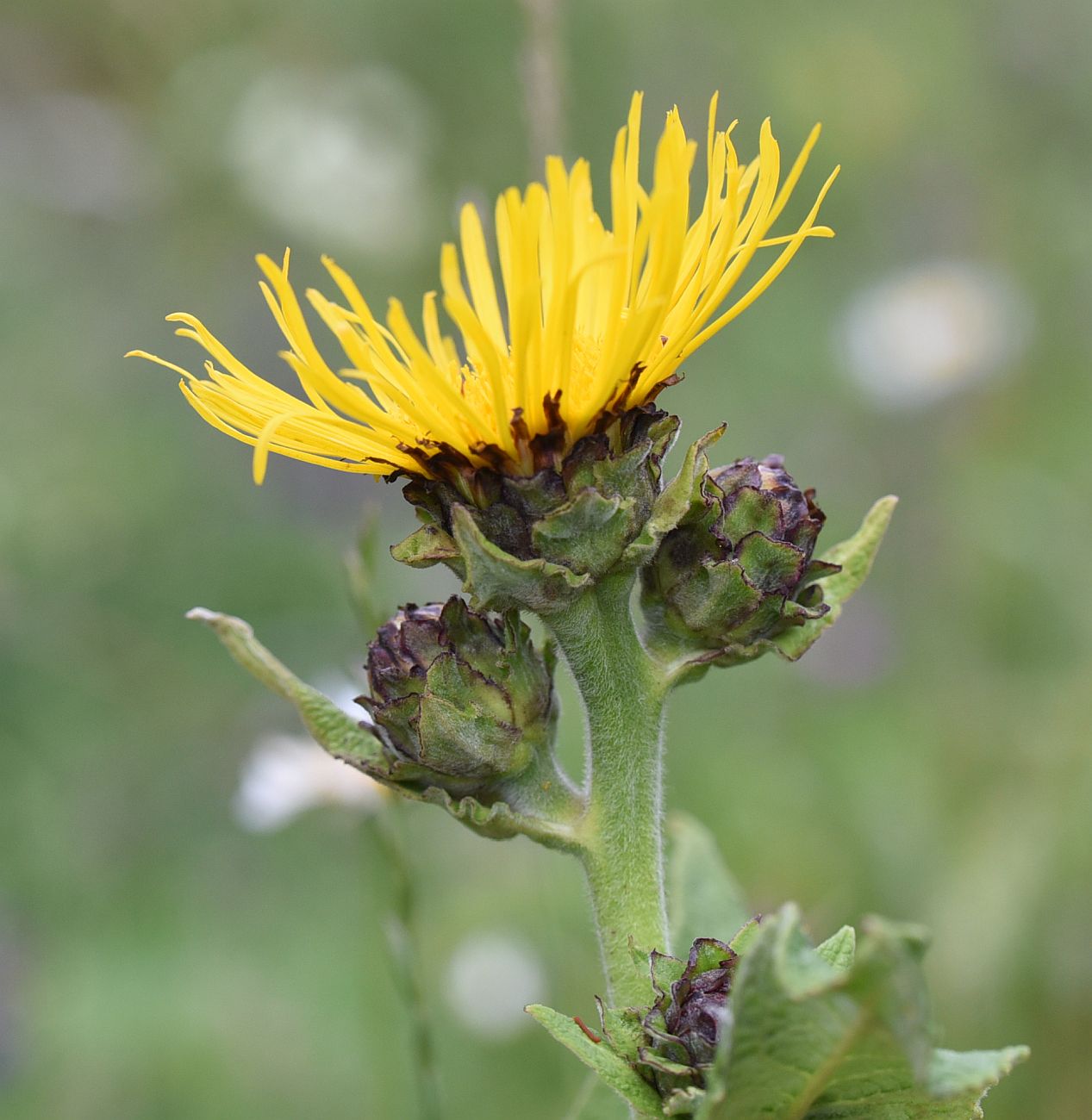 Изображение особи Inula helenium.