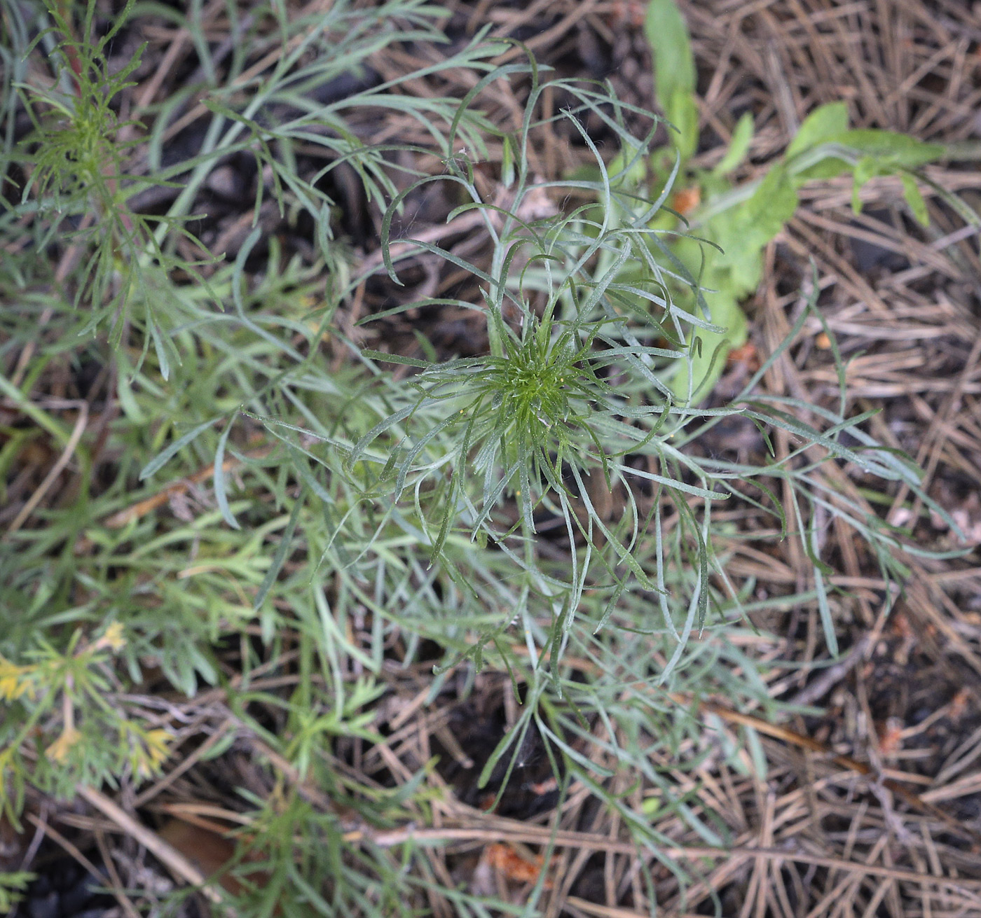 Image of Artemisia campestris specimen.