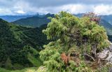 Juniperus oblonga. Взрослое растение. Ингушетия, Джейрахский р-н, перевал Цей-Лоам, ≈ 2200 м н.у.м., на скале. 24.07.2022.