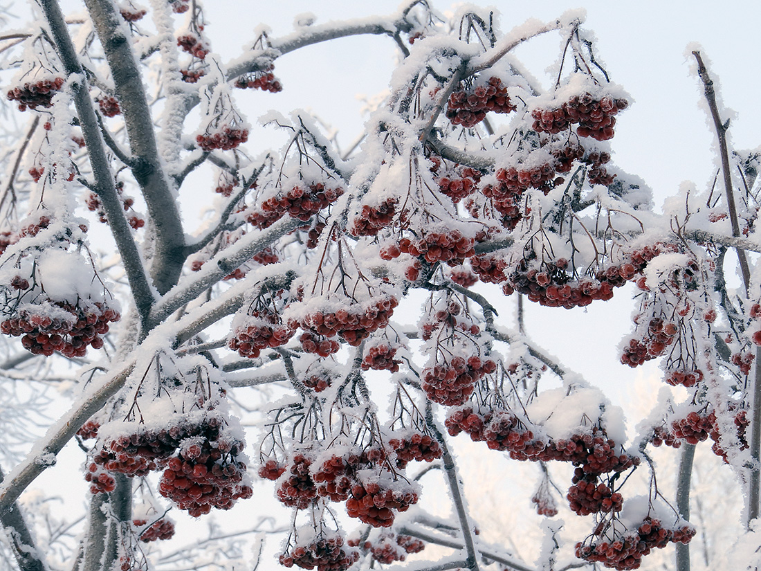 Image of Sorbus aucuparia specimen.