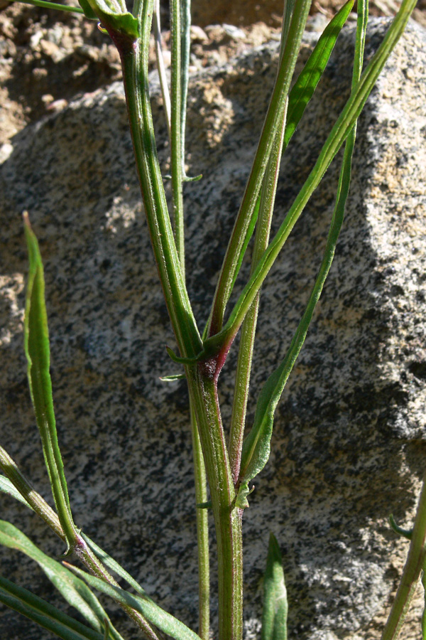 Image of Crepis tectorum specimen.