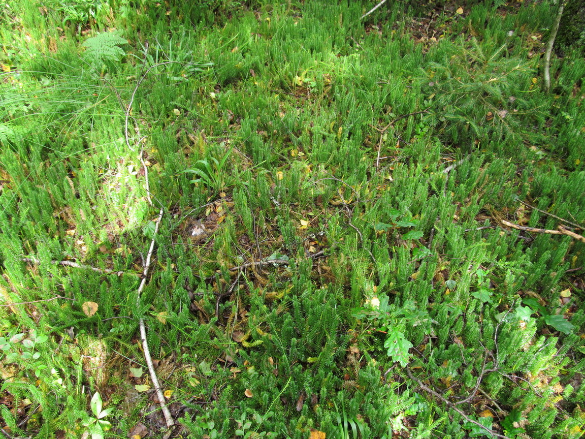 Image of Lycopodium annotinum specimen.