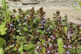 Glechoma hederacea. Цветущие растения. Беларусь, г. Могилёв, Ленинский р-н, площ. Славы, на неухоженном газоне близ стены строения. 02.05.2023.