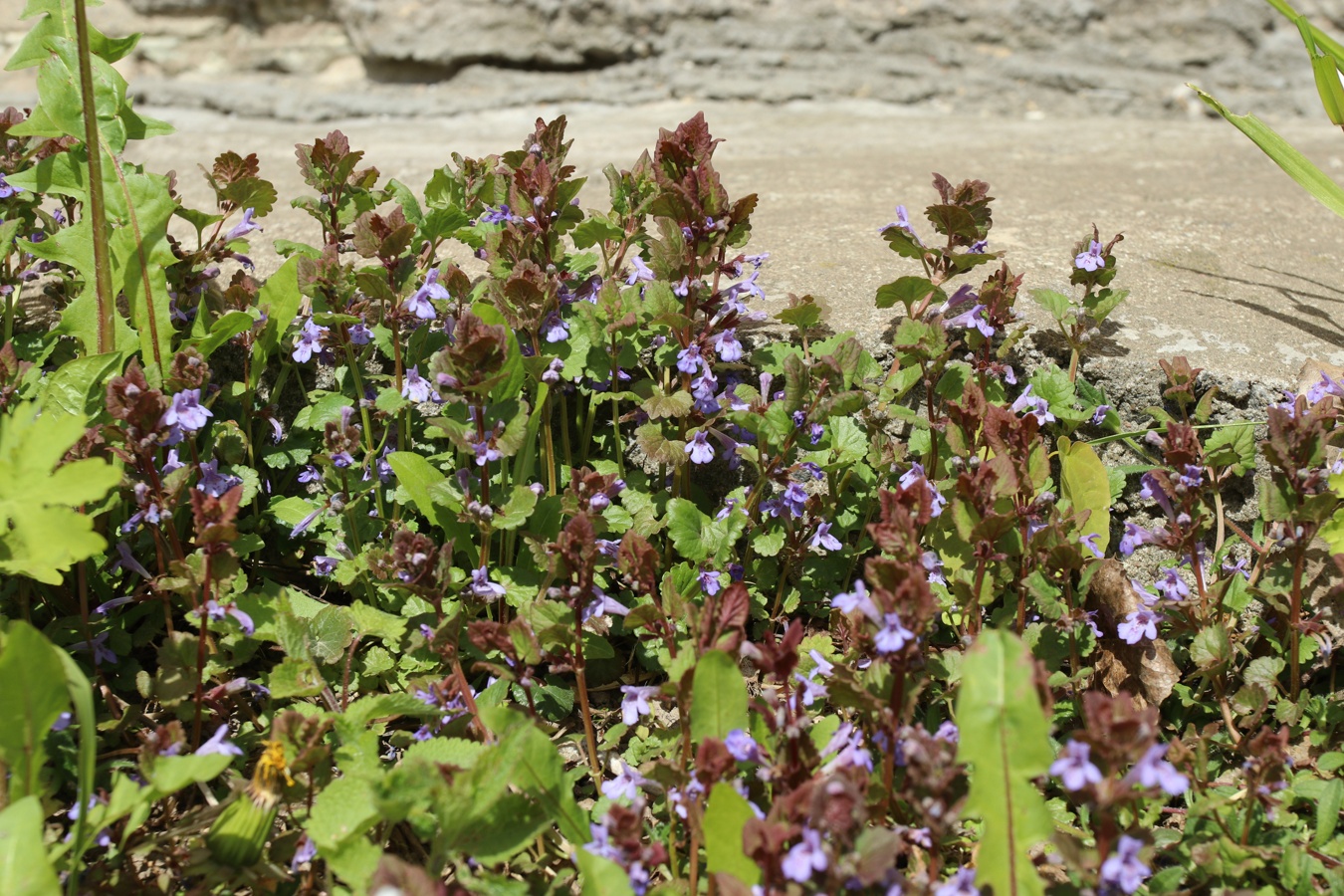 Image of Glechoma hederacea specimen.