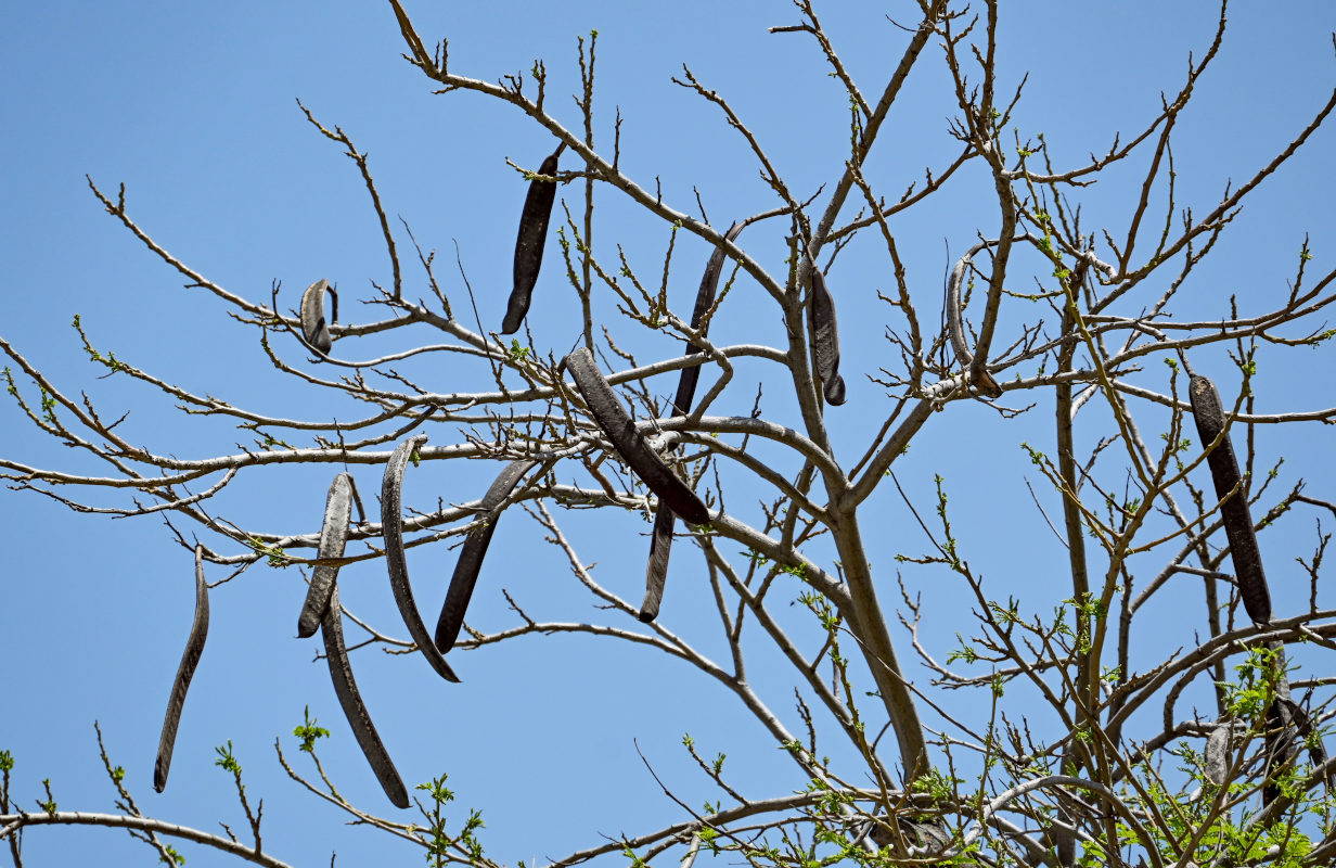 Image of Delonix regia specimen.