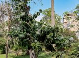 Ixora finlaysoniana