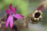 Melandrium dioicum. Цветок и вскрывшийся плод. Мурманская обл., окр. пос. Дальние Зеленцы, восточный берег Дальнезеленецкой губы, эродированный приморский склон. 04.08.2010.