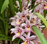 genus Cymbidium