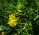 Medicago falcata