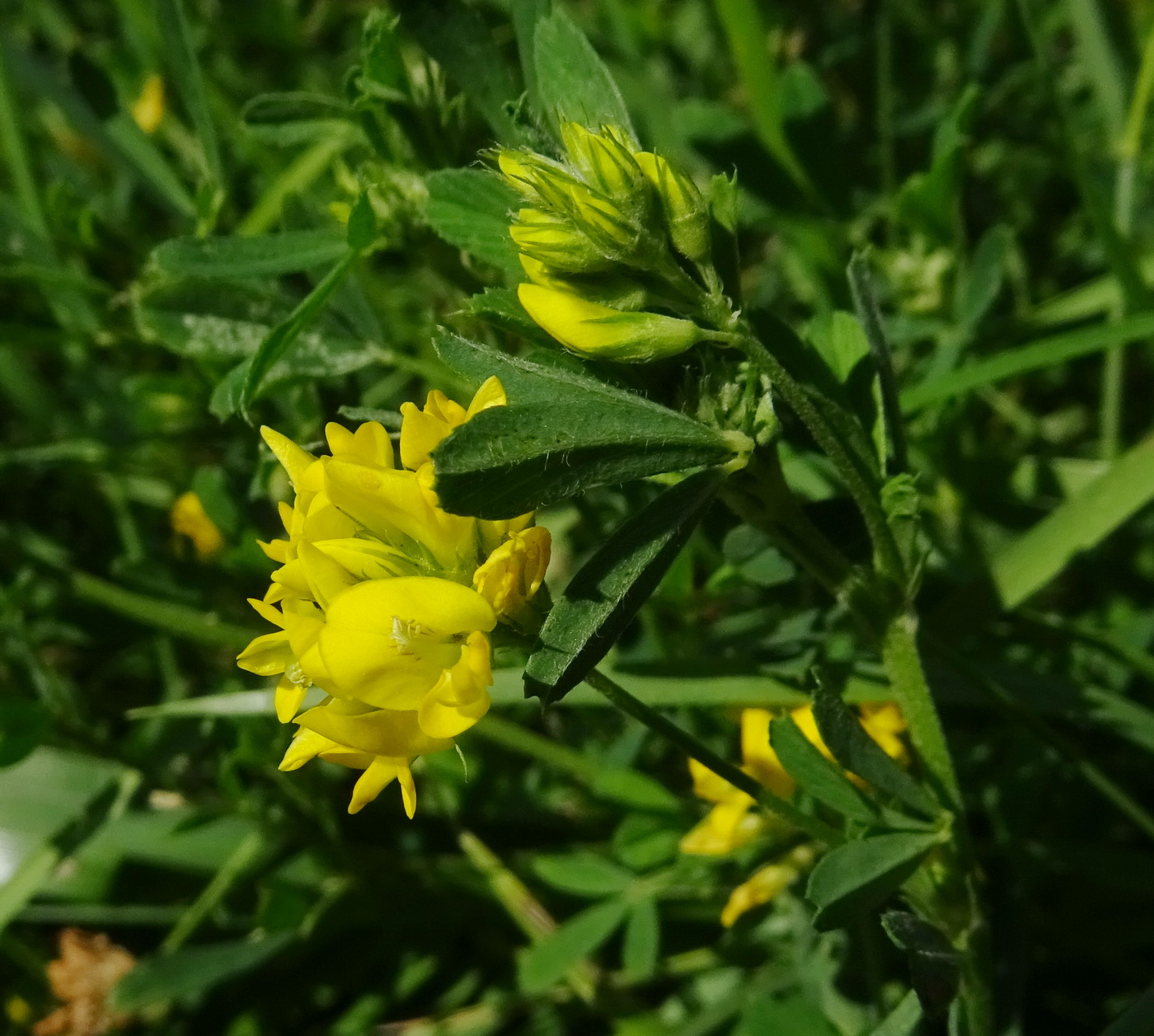 Изображение особи Medicago falcata.