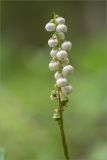 Pyrola minor. Соцветие с цветками и незрелыми плодами (стебель необычно перекручен). Мурманская обл., Кандалакшский р-н, Княжегубское вдхр., берег оз. Лопское, берёзово-еловый лес. 07.07.2023.