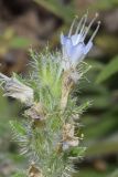 Echium biebersteinii. Верхушка побега с цветком (слева - отцветший). Узбекистан, Кашкадарьинская обл., Китабский геологический заповедник; Зеравшанский хр., местность Обиё, глинистый склон над полевой базой заповедника. 21.07.2023.