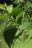 Persicaria scabra