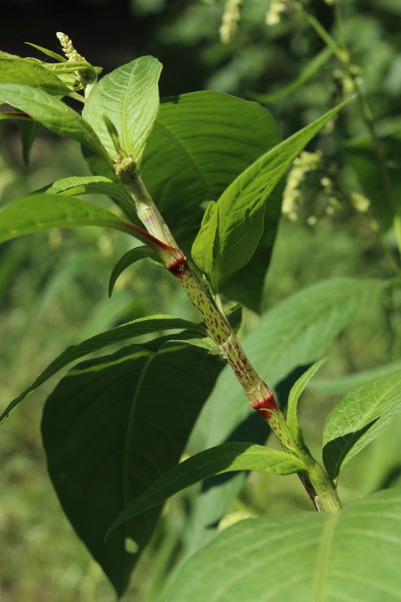 Изображение особи Persicaria scabra.