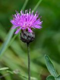 Centaurea ossethica. Соцветие. Ингушетия, Джейрахский р-н, с. Эгикал, ≈ 1200 м н.у.м., луговой склон. 24.07.2022.