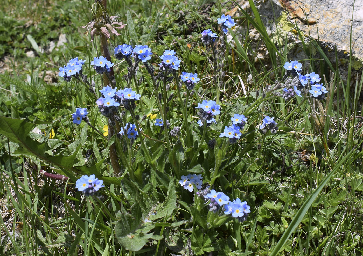 Изображение особи род Myosotis.
