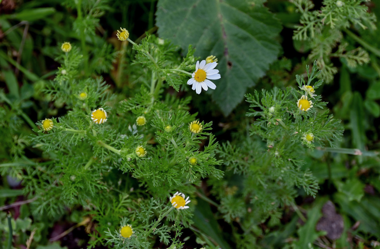 Изображение особи Tripleurospermum inodorum.