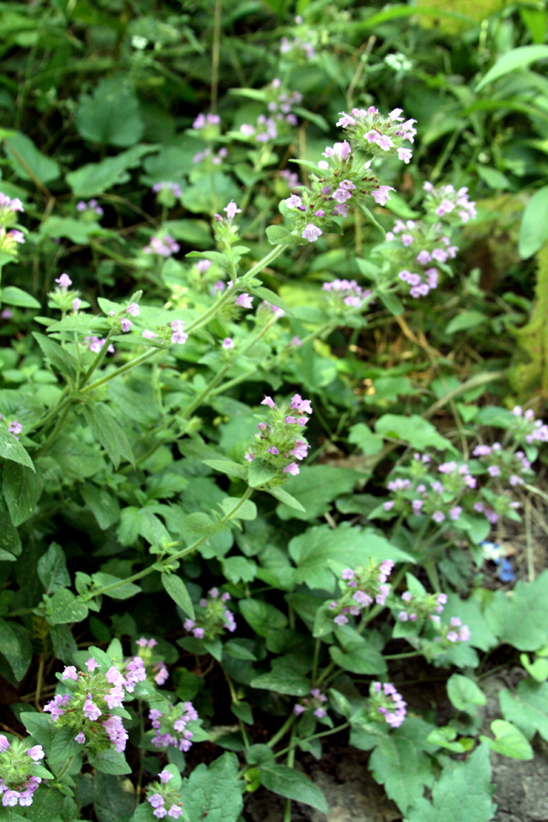 Image of Clinopodium integerrimum specimen.