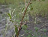 genus Salix. Средняя часть ветви с повреждёнными листьями. Чечня, Шаройский р-н, левый берег р. Шароаргун в 2 км выше устья р. Кенхи, сухая протока. 11 августа 2023 г.