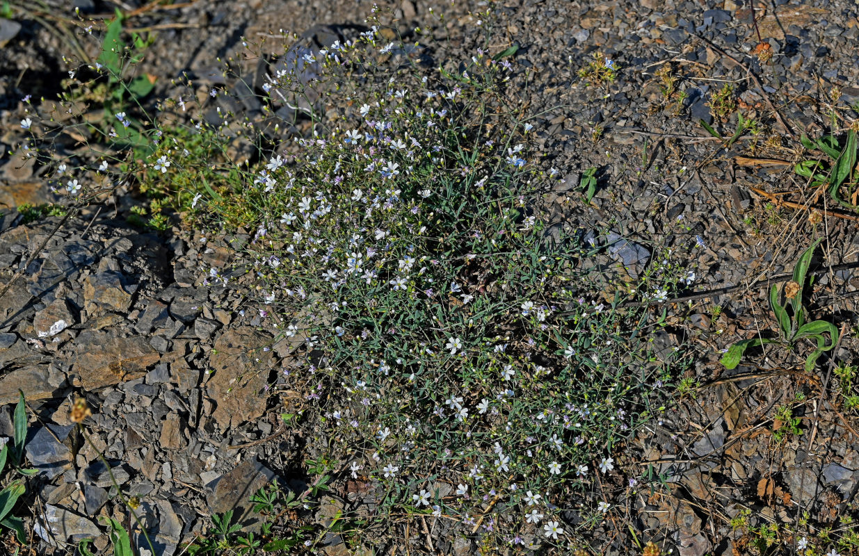 Изображение особи Gypsophila elegans.