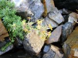 Asperula ferganica