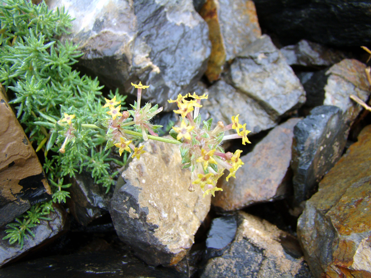 Image of Asperula ferganica specimen.