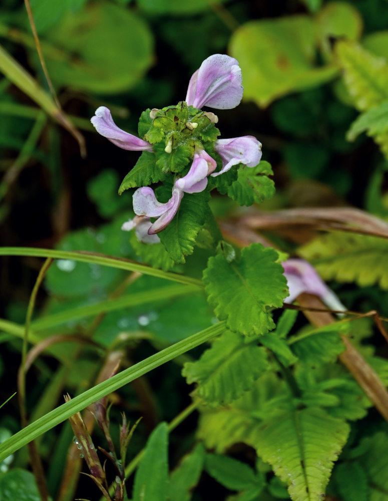 Изображение особи Pedicularis resupinata.