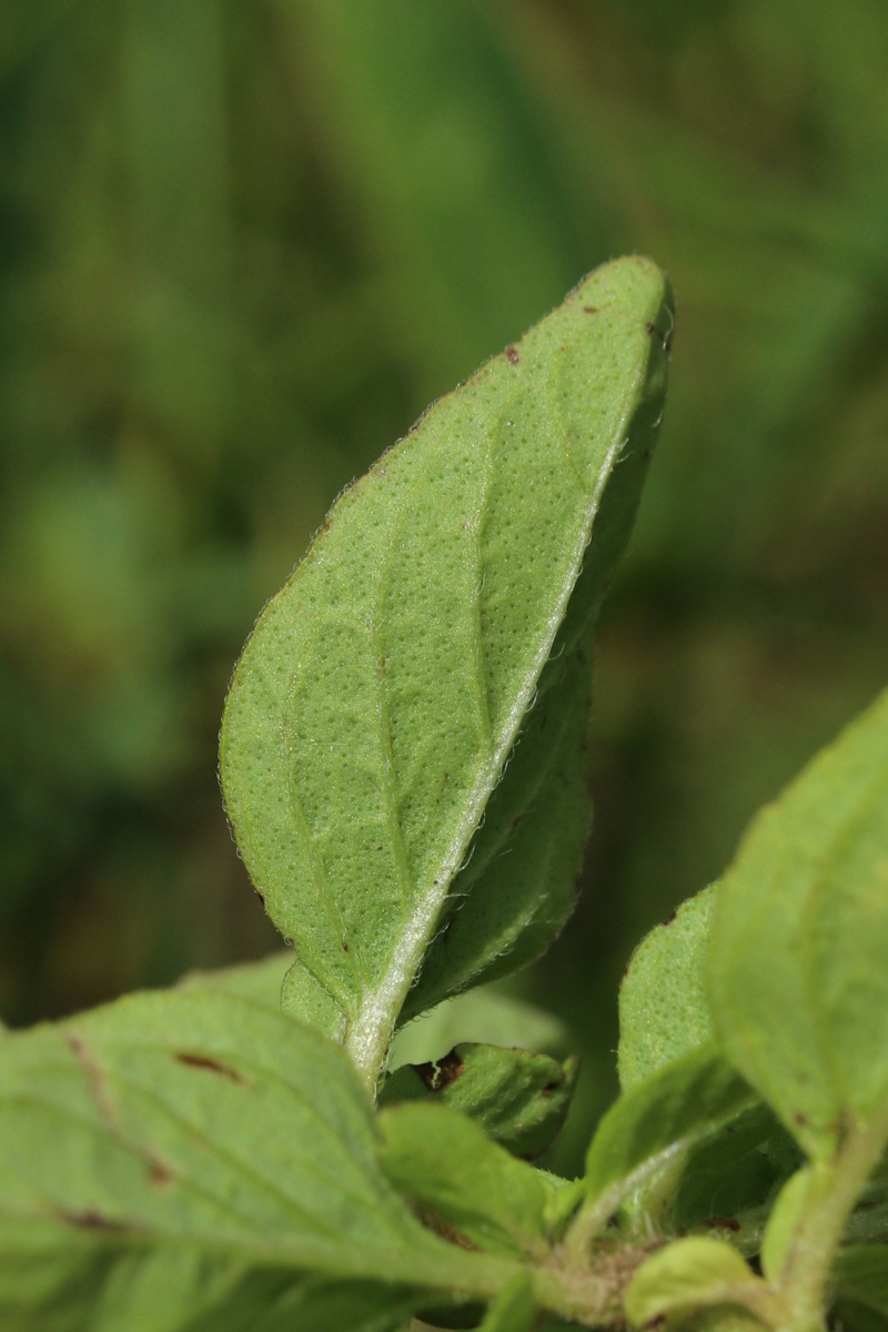 Изображение особи Origanum vulgare.