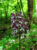 Orchis purpurea подвид caucasica. Соцветие. Краснодарский край, г/о Сочи, Адлерский р-н, окр. с. Красная Воля, дорога к каньону Белые скалы, широколиственный лес. 25.04.2024.