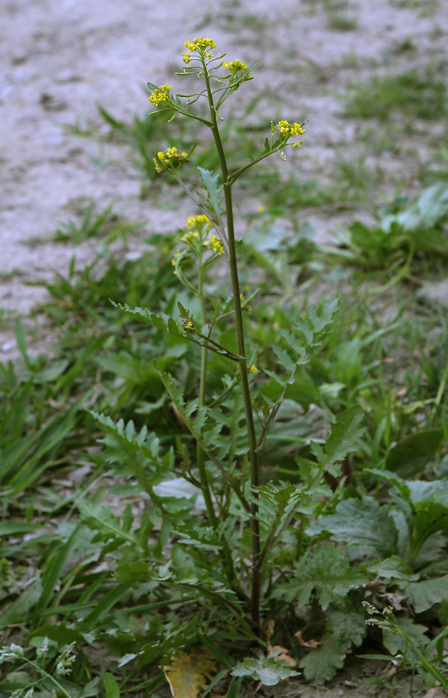 Image of Rorippa palustris specimen.