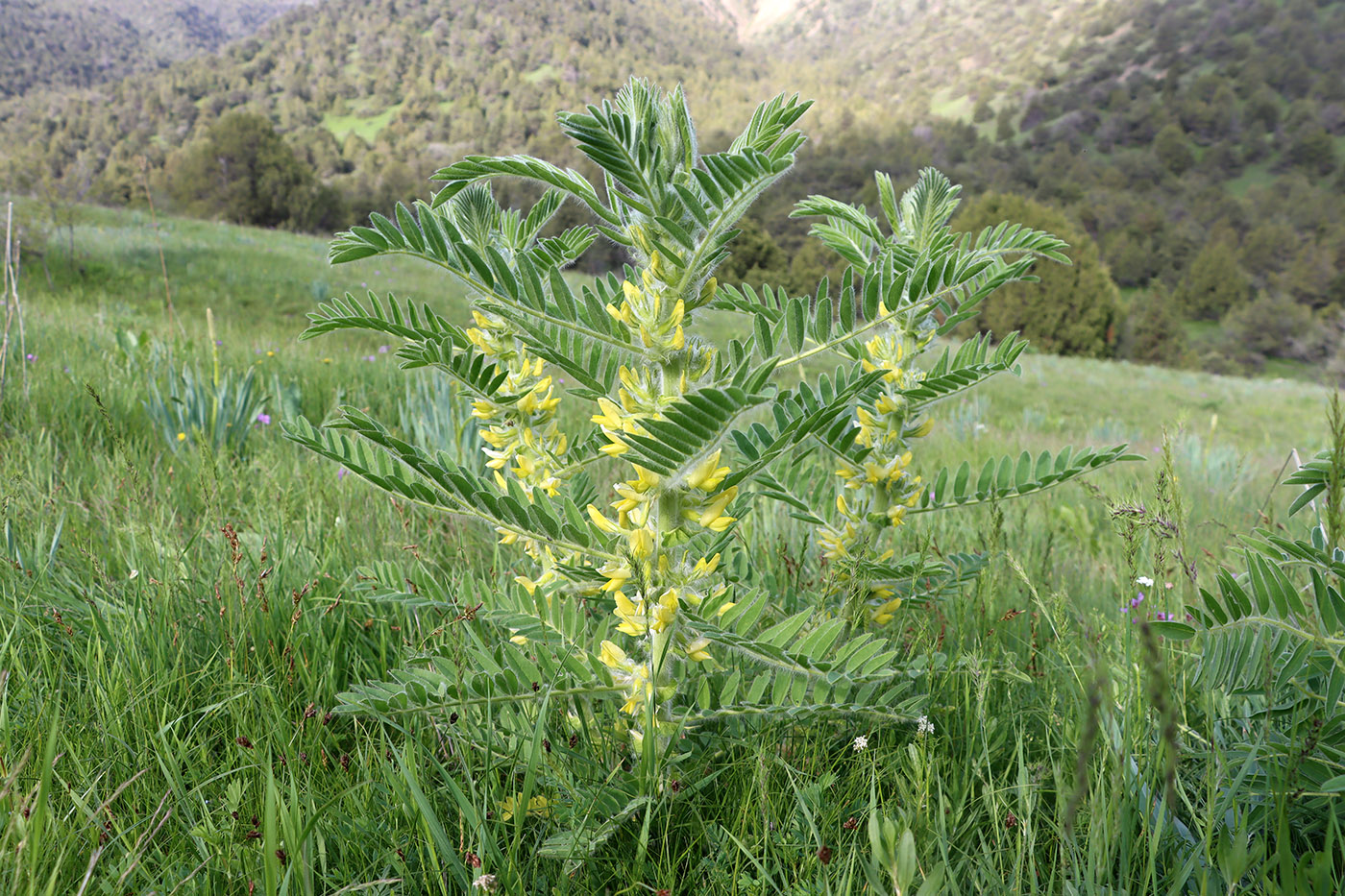 Image of Astragalus sieversianus specimen.