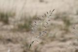 Festuca rubra