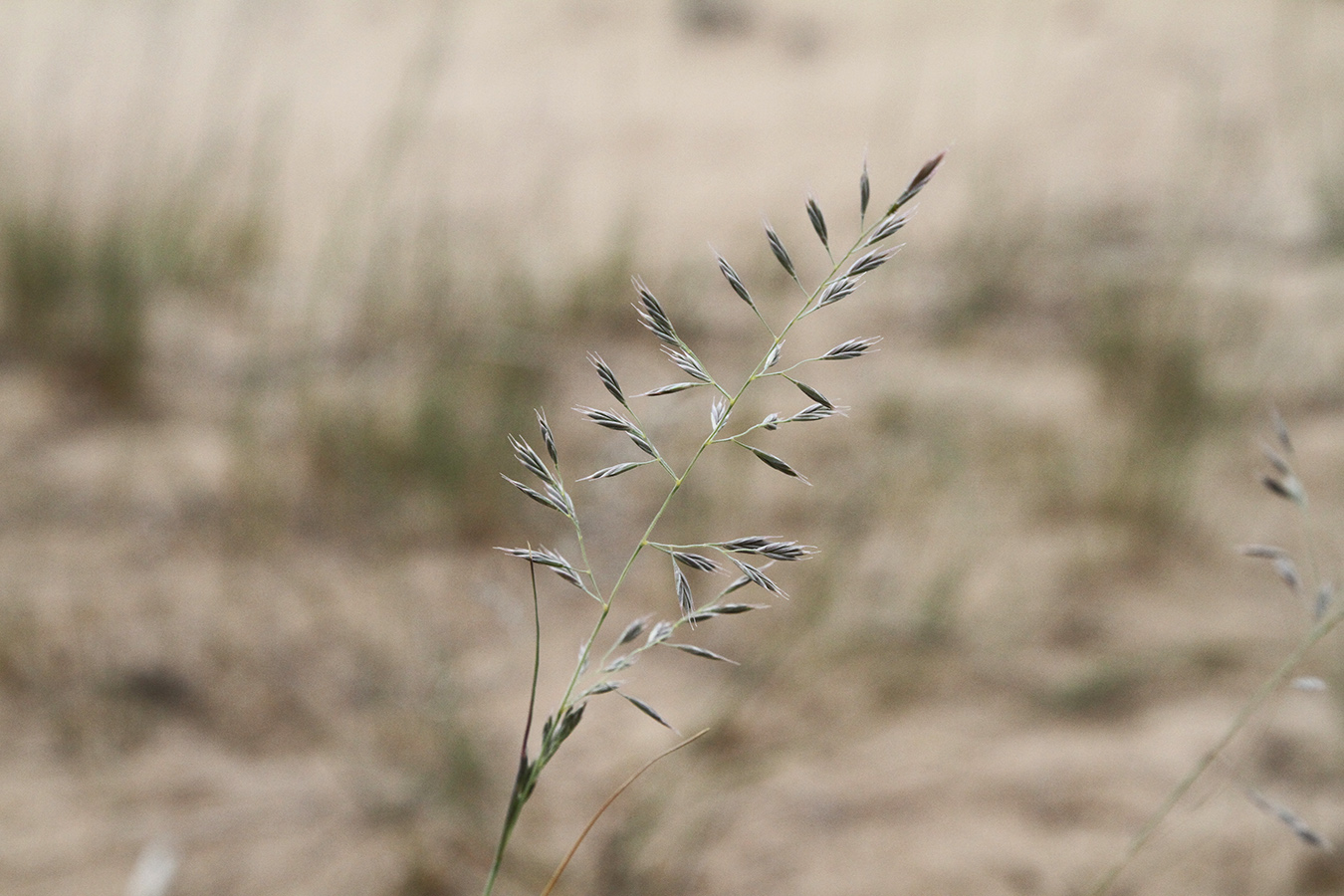 Изображение особи Festuca rubra.