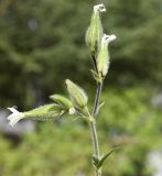 Melandrium latifolium