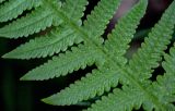 Phegopteris decursive-pinnata