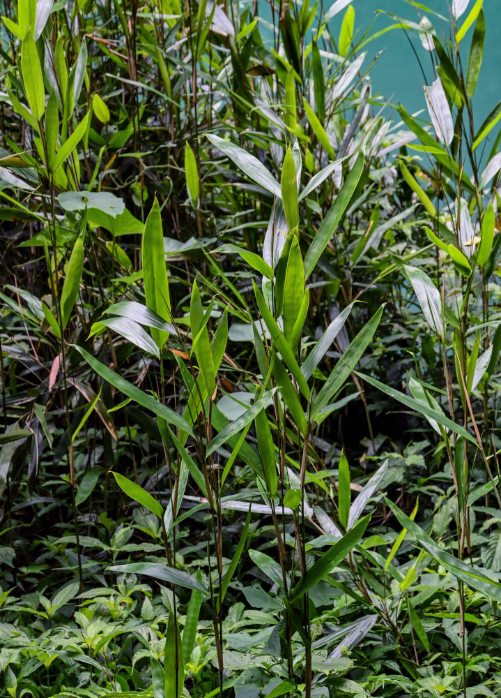Изображение особи Phyllostachys pubescens.