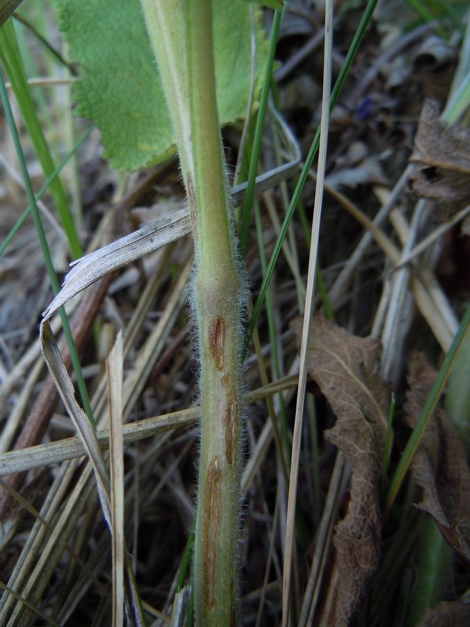 Image of Salvia tesquicola specimen.