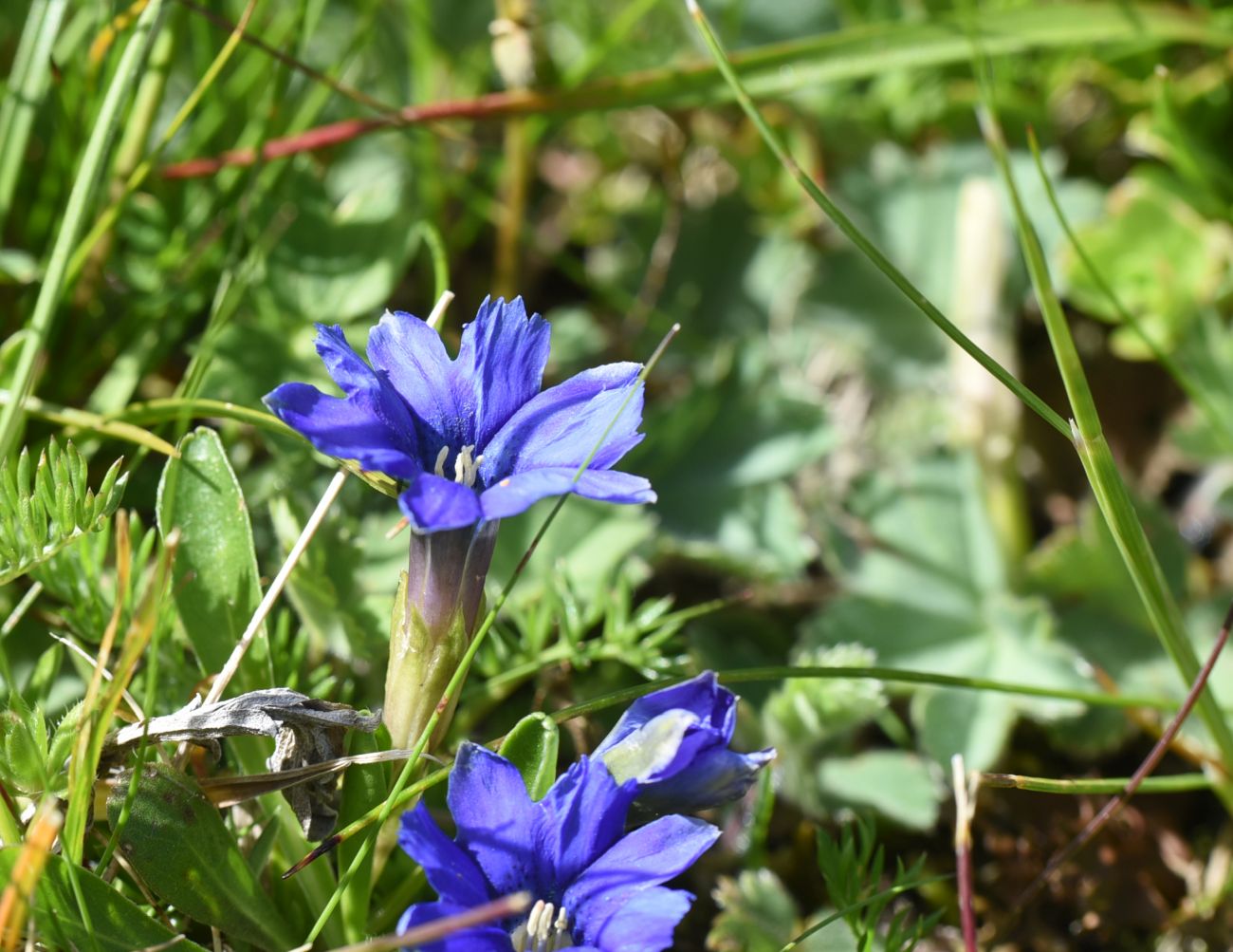 Image of Gentiana dshimilensis specimen.