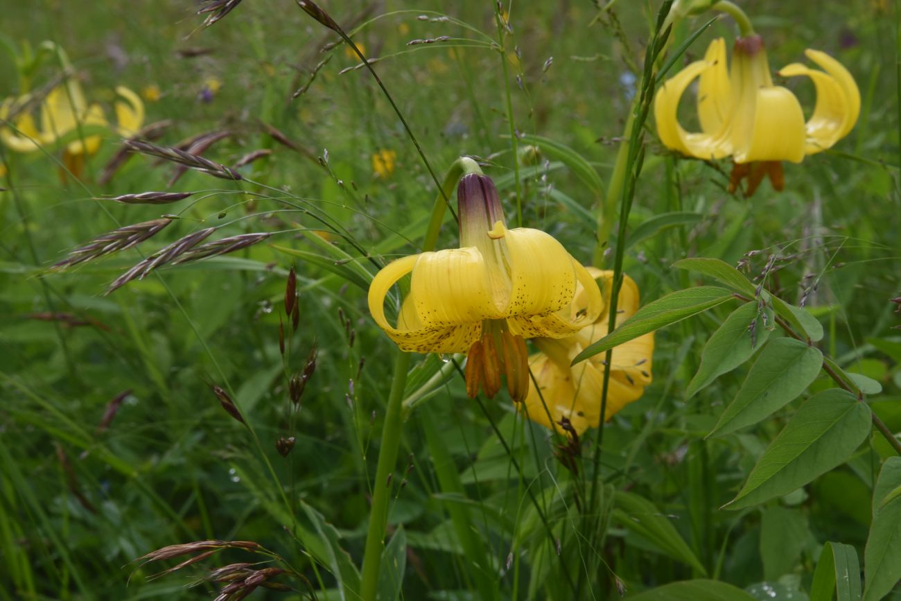 Image of Lilium monadelphum specimen.